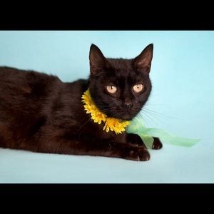 Meet your Posher, Darlene